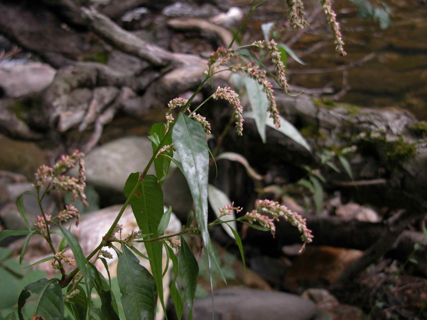 Water-pepper plant